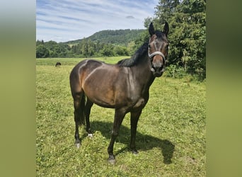 Duits sportpaard, Merrie, 9 Jaar, 166 cm, Bruin