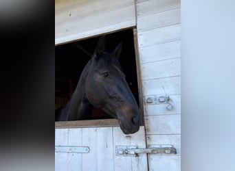 Duits sportpaard, Merrie, 9 Jaar, 166 cm, Zwartbruin