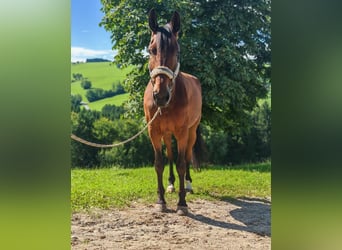 Duits sportpaard, Merrie, 9 Jaar, 167 cm, Bruin