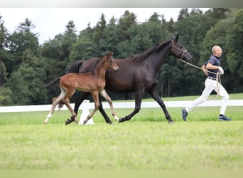 Duits sportpaard, Merrie, 9 Jaar, 167 cm, Zwart