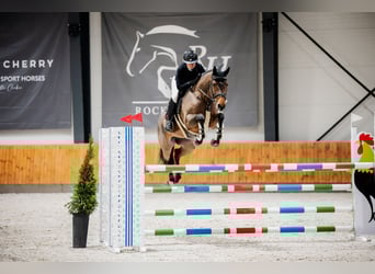 Duits sportpaard, Merrie, 9 Jaar, 168 cm, Bruin