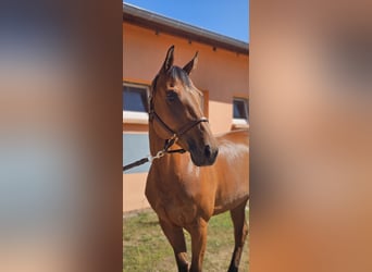 Duits sportpaard, Merrie, 9 Jaar, 168 cm, Bruin