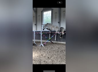 Duits sportpaard, Merrie, 9 Jaar, 168 cm, Schimmel