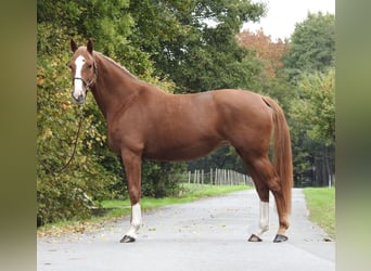 Duits sportpaard, Merrie, 9 Jaar, 168 cm, Vos