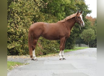 Duits sportpaard, Merrie, 9 Jaar, 168 cm, Vos