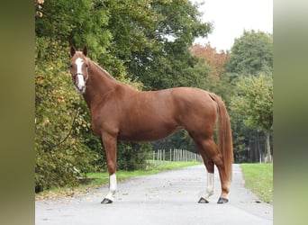 Duits sportpaard, Merrie, 9 Jaar, 168 cm, Vos
