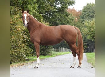 Duits sportpaard, Merrie, 9 Jaar, 168 cm, Vos