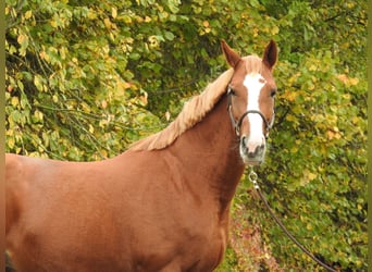 Duits sportpaard, Merrie, 9 Jaar, 168 cm, Vos