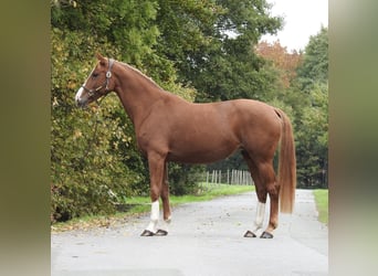 Duits sportpaard, Merrie, 9 Jaar, 168 cm, Vos