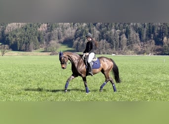 Duits sportpaard, Merrie, 9 Jaar, 168 cm, Zwartbruin