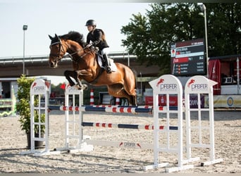 Duits sportpaard, Merrie, 9 Jaar, 169 cm, Bruin
