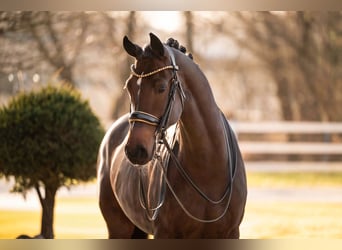 Duits sportpaard, Merrie, 9 Jaar, 169 cm, Donkerbruin