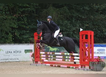 Duits sportpaard, Merrie, 9 Jaar, 169 cm, Zwart