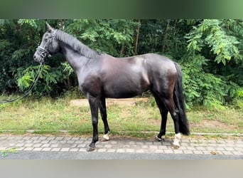Duits sportpaard, Merrie, 9 Jaar, 169 cm, Zwart