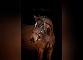 Duits sportpaard, Merrie, 9 Jaar, 170 cm, Donkerbruin