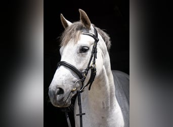 Duits sportpaard, Merrie, 9 Jaar, 170 cm, Schimmel