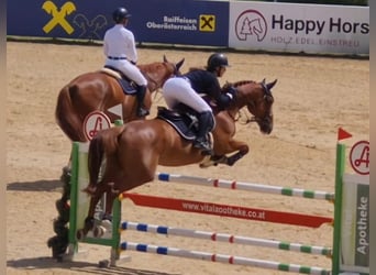 Duits sportpaard, Merrie, 9 Jaar, 170 cm, Vos