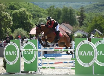 Duits sportpaard, Merrie, 9 Jaar, 172 cm, Roodbruin