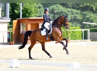 Duits sportpaard, Merrie, 9 Jaar, 173 cm, Bruin