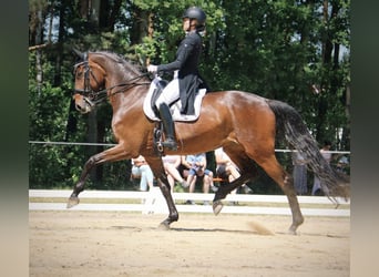Duits sportpaard, Merrie, 9 Jaar, 173 cm, Bruin