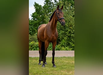 Duits sportpaard, Merrie, 9 Jaar, 173 cm, Bruin