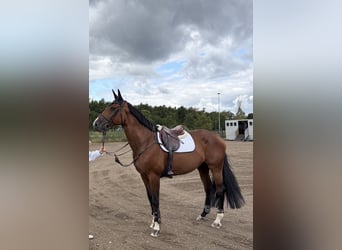 Duits sportpaard, Merrie, 9 Jaar, 175 cm, Bruin