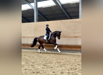 Duits sportpaard, Merrie, 9 Jaar, 175 cm, Donkerbruin