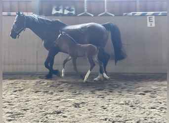 Duits sportpaard, Merrie, Veulen (06/2026), 164 cm, Donkerbruin