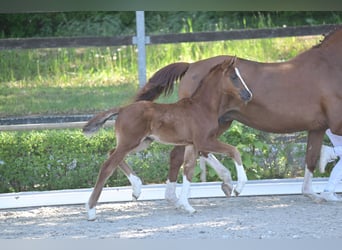Duits sportpaard, Merrie, Veulen (04/2025), 165 cm, Donkere-vos