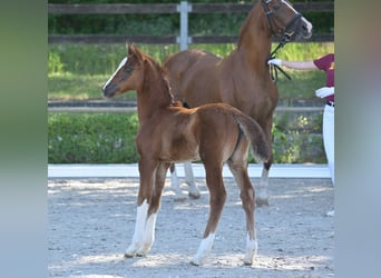 Duits sportpaard, Merrie, Veulen (04/2025), 165 cm, Donkere-vos