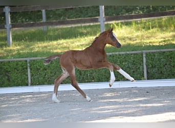 Duits sportpaard, Merrie, Veulen (04/2025), 165 cm, Donkere-vos