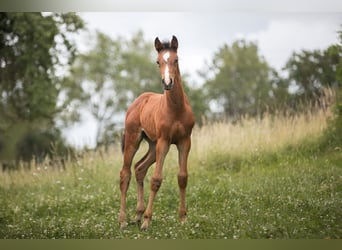 Duits sportpaard, Merrie, veulen (04/2024), 167 cm, Brauner
