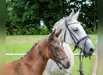 Duits sportpaard, Merrie, veulen (04/2024), 167 cm, kan schimmel zijn