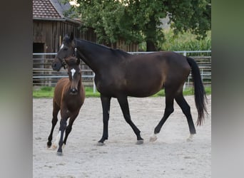 Duits sportpaard, Merrie, veulen (01/2024), 168 cm, Brauner