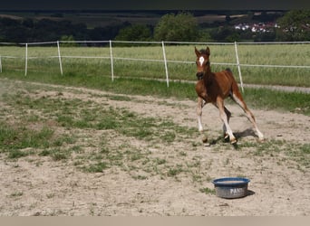 Duits sportpaard, Merrie, veulen (06/2024), 168 cm, Brauner