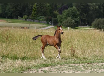 Duits sportpaard, Merrie, veulen (06/2024), 168 cm, Brauner