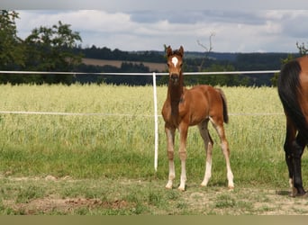 Duits sportpaard, Merrie, veulen (06/2024), 168 cm, Brauner