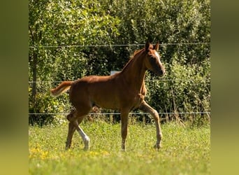 Duits sportpaard, Merrie, Veulen (05/2025), 169 cm, Donkere-vos