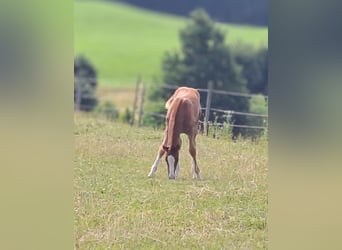 Duits sportpaard, Merrie, Veulen (05/2025), 169 cm, Donkere-vos