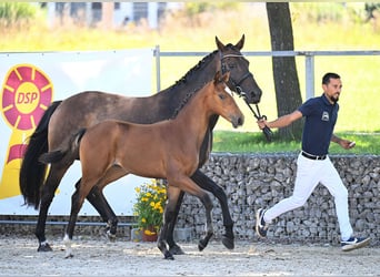 Duits sportpaard, Merrie, Veulen (04/2025), 170 cm, Bruin