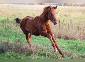 Duits sportpaard, Merrie, veulen (05/2023), 170 cm, Donkere-vos