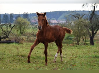 Duits sportpaard, Merrie, veulen (05/2023), 170 cm, Donkere-vos