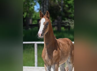 Duits sportpaard, Merrie, , 170 cm, Donkere-vos