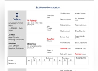 Duits sportpaard, Merrie, Veulen (05/2025), 170 cm