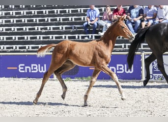 Duits sportpaard, Merrie, Veulen (03/2026), 170 cm, Vos