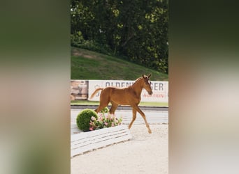 Duits sportpaard, Merrie, Veulen (04/2025), 170 cm, Vos