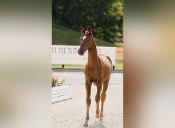 Duits sportpaard, Merrie, Veulen (04/2025), 170 cm, Vos
