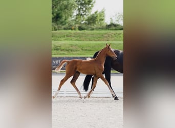 Duits sportpaard, Merrie, Veulen (04/2025), 170 cm, Vos