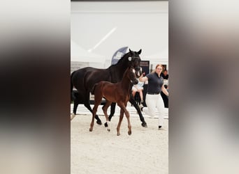 Duits sportpaard, Merrie, Veulen (05/2026), 170 cm, Zwartbruin