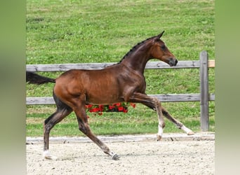 Duits sportpaard, Merrie, veulen (05/2023), 172 cm, Brauner
